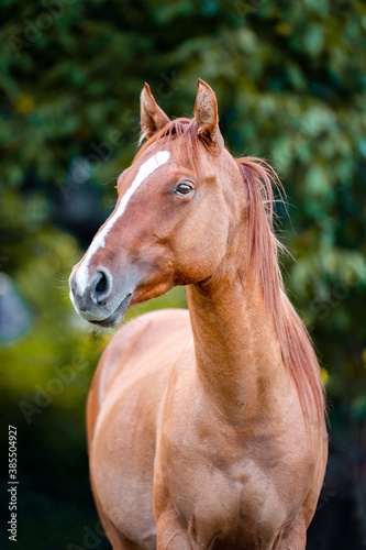 Obraz na płótnie Chestnut horse in autumn season, portrait of running horse. w salonie