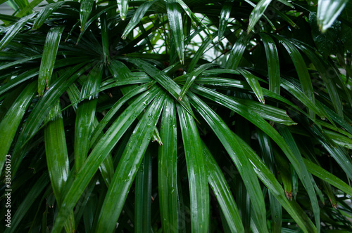 Green palm leaves for background