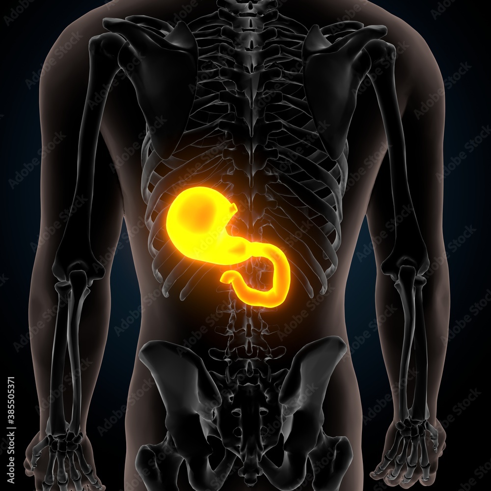 3D Illustration of Human Digestive System Stomach Anatomy 3D Illustration of Human Digestive System Stomach Anatomy