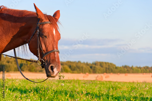 Portrait of a nice horse in the pasture