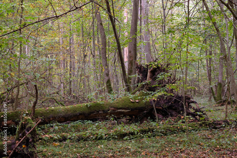 Fototapeta premium Autumnal deciduous primeval stand