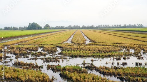 video in 4k of a rice field matured in the ebro Delta, catalonia, spain
