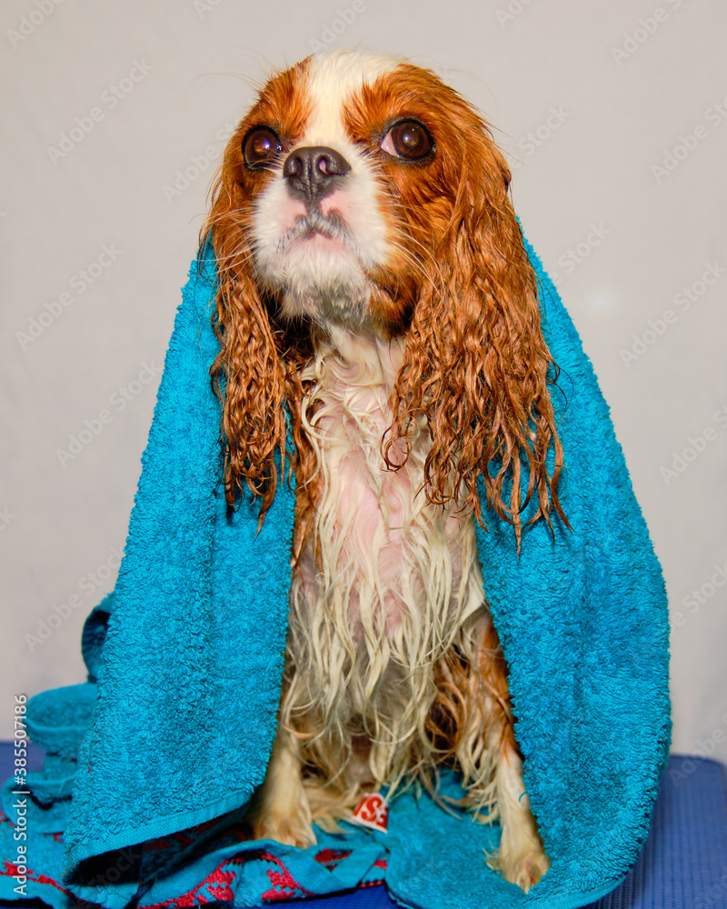 spaniel towel