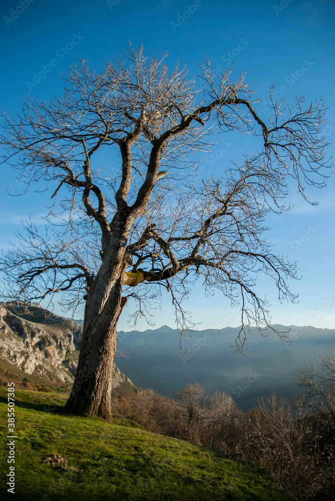 Árbol en la montaña sobre paisaje asturiano Árbol en la montaña sobre paisaje asturiano