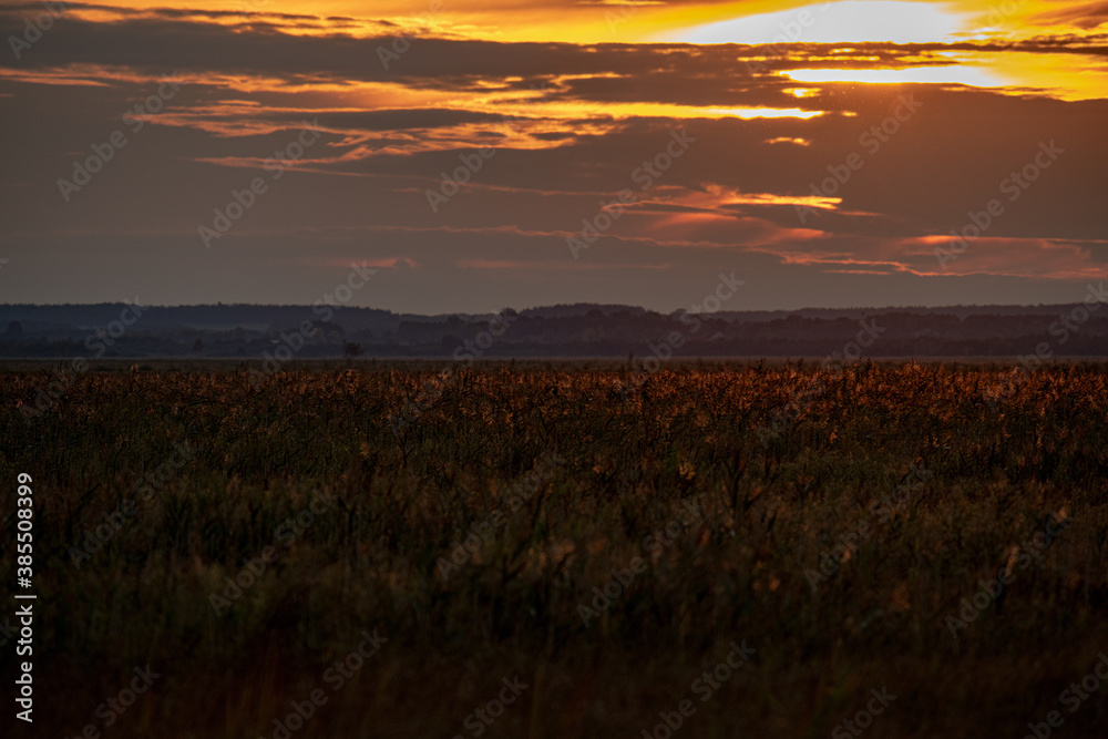 sunset over the field