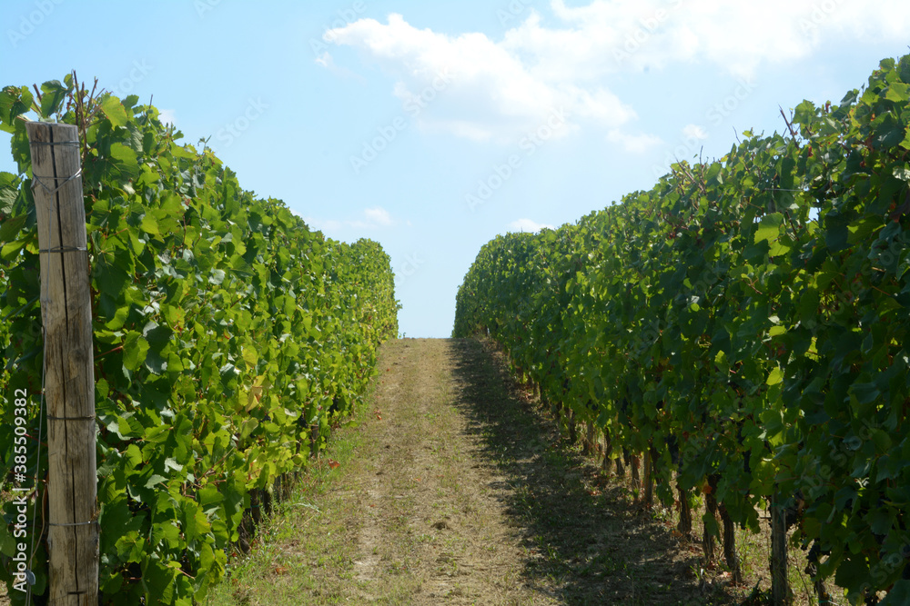 The vineyards of the Langhe along the rows are a subject of great fascination especially in the period of harvest.
