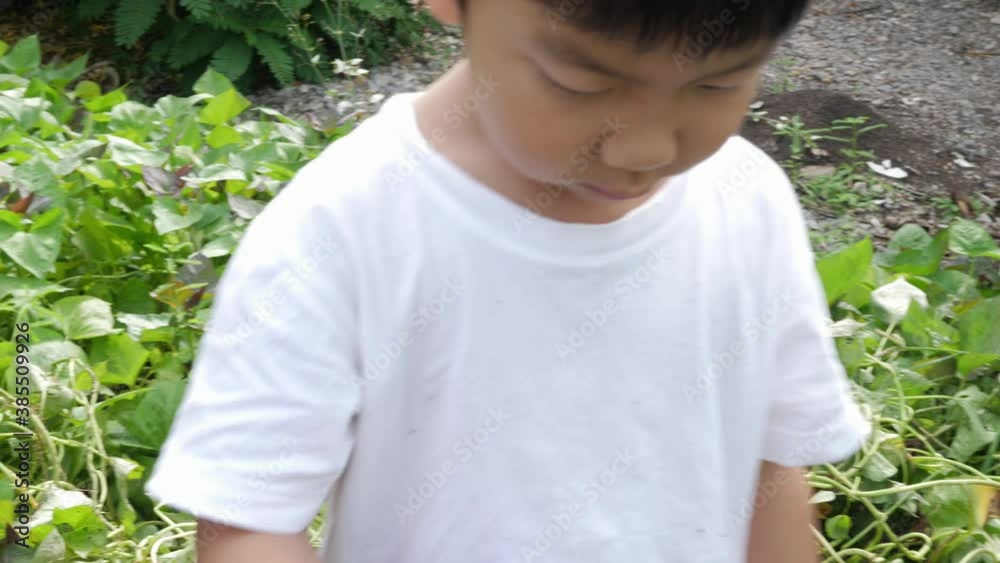4K Asian cute child boy do gardening with grandfather outdoor at home in happy family activity fun time together. Kid harvest sweet potato from plant. Family day and learning nature concept. 4K Asian cute child boy do gardening with grandfather outdoor at home in happy family activity fun time together. Kid harvest sweet potato from plant. Family day and learning nature concept.