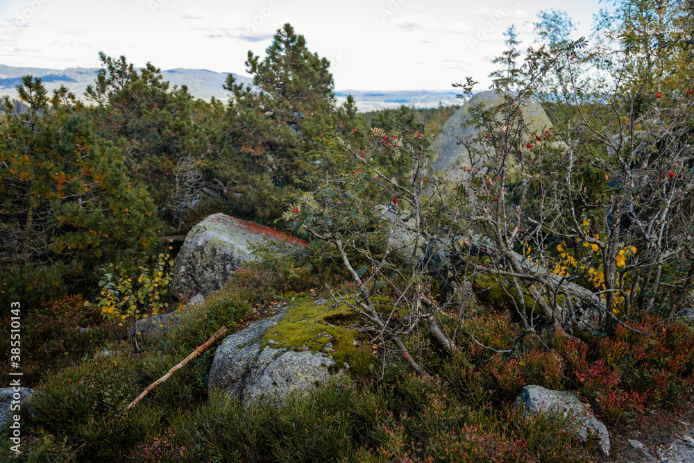 Coniferous forest. Sumava national park, Nova Pec, Czech Republic, September 27, 2020 Coniferous forest. Sumava national park, Nova Pec, Czech Republic, September 27, 2020