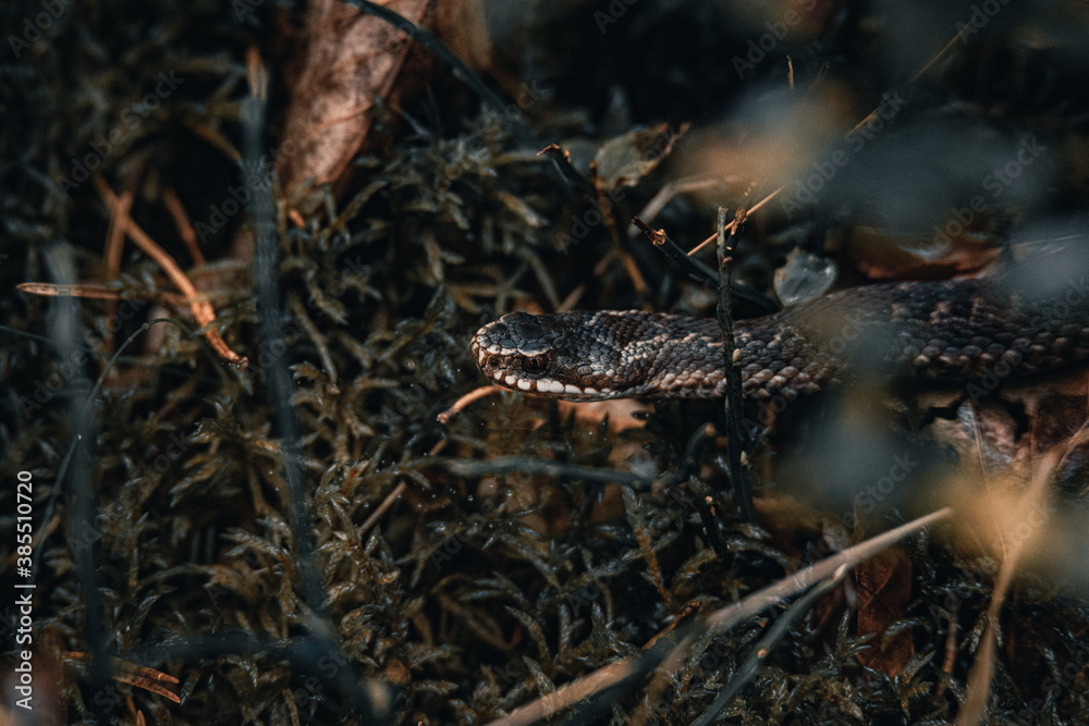 snake in the grass snake in the grass