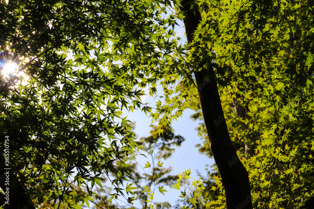 Obraz premium もみじ 庭園 グリーン 