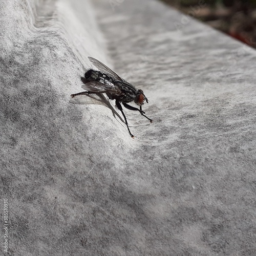la mouche