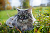 A cat looking to the side and sitting in the green grass, close-up. Portrait of a fluffy, gray cat with green eyes, outdoors. Siberian breed.
