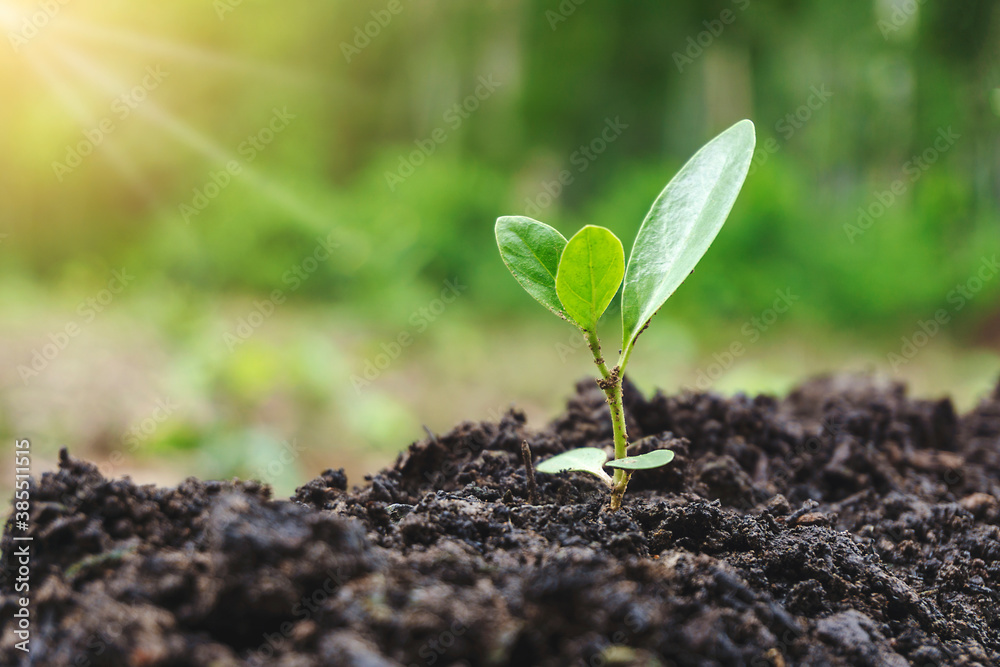 Young plant seed growing of sprout on the soil in the garden with sunlight. Agriculture seedling and save the earth concept. Young plant seed growing of sprout on the soil in the garden with sunlight. Agriculture seedling and save the earth concept.