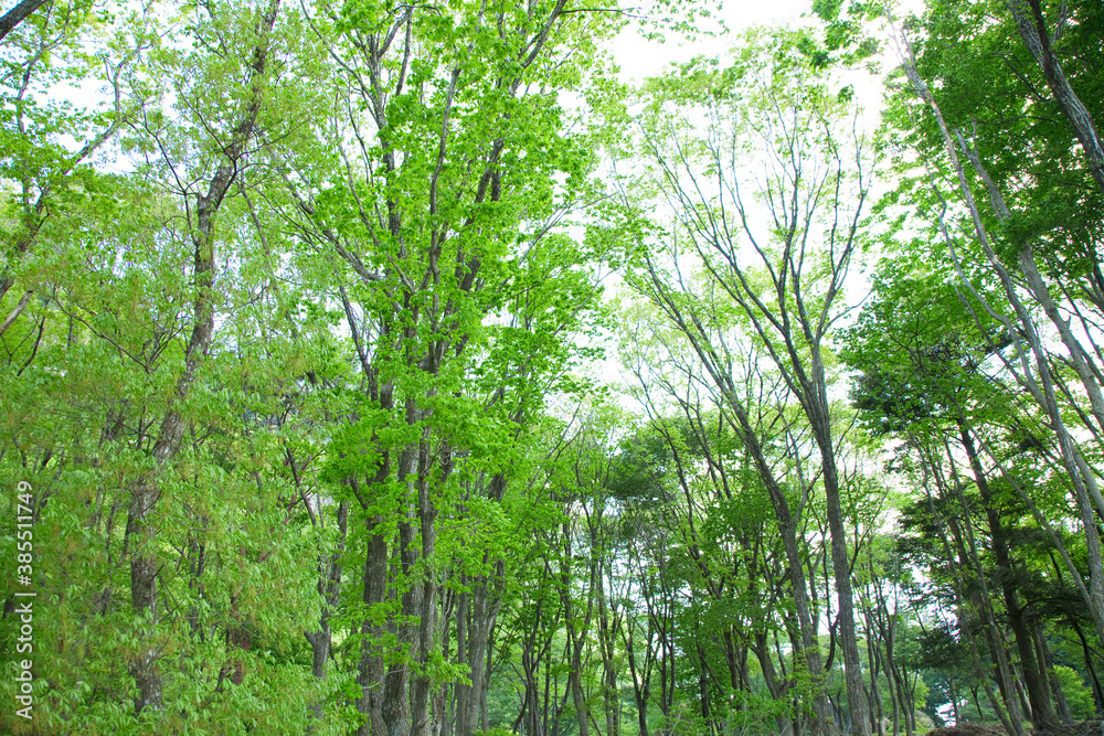 新緑の木々 新緑の木々