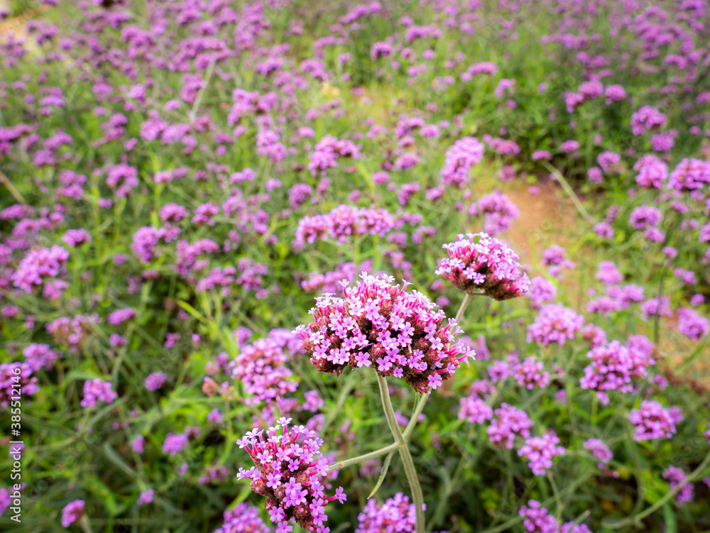 Bunch of Purpletop vervain Blooming