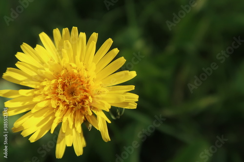 Wallpaper Mural yellow dandelion flower Torontodigital.ca