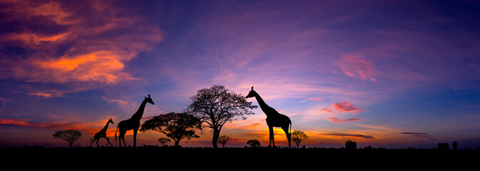 Leinwandbilder Aubergine Panorama silhouette Giraffe family and  tree in africa with sunset.Tree silhouetted against a setting sun.Typical african sunset with acacia trees in Masai Mara, Kenya  © noon@photo