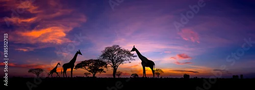 Obraz Panorama silhouette Giraffe family and  tree in africa with sunset.Tree silhouetted against a setting sun.Typical african sunset with acacia trees in Masai Mara, Kenya