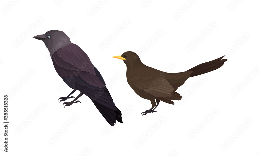 Feathered Birds or Avian with Jackdaw Vector Set Feathered Birds or Avian with Jackdaw Vector Set