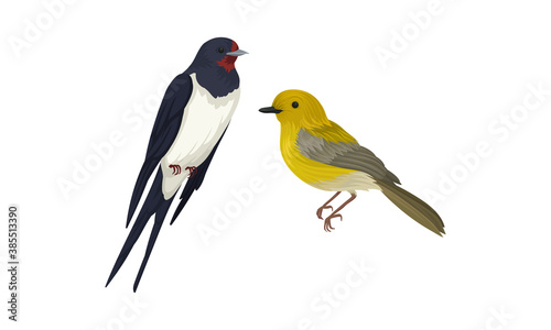 Feathered Birds or Avian with Swallow and Oriole Vector Set