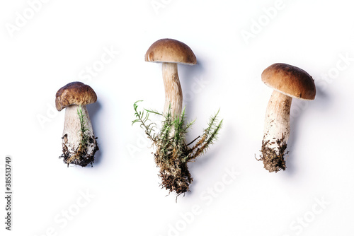 Cep mushroom picking. Boletus edulis mushroom isolated on white background. Copy space. Top view. Organic forest food, edible fresh picked Porcini mushroom. Autumn harvest concept.