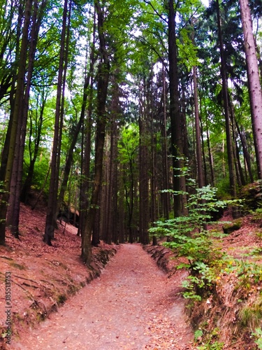 path in the woods