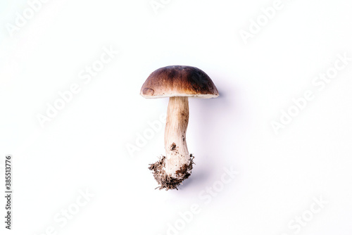 Boletus edulis mushroom isolated on white background. Copy space. Top view. Organic forest food, edible fresh picked Porcini mushroom. Autumn harvest concept. Cep mushroom picking