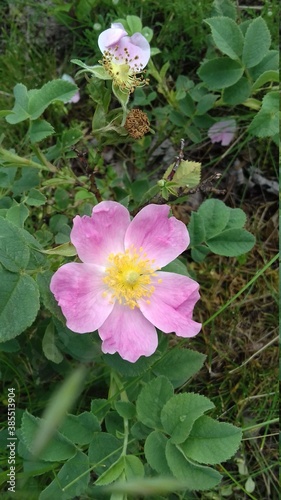 dog rose