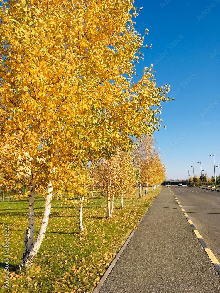 Naklejka premium autumn in the park