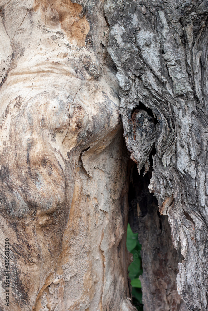The bark that separates from the trunk due to dry tree.