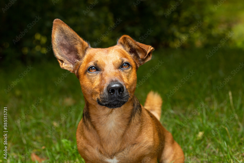 Little terrier mixed breed dog sitting outdoors.