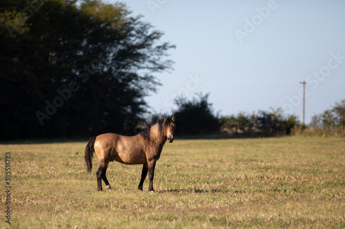 caballos en el campo pampeano photo