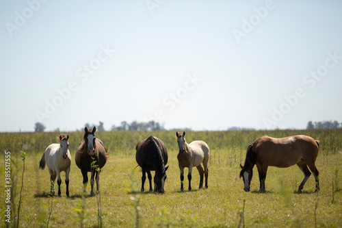 caballos en el campo pampeano