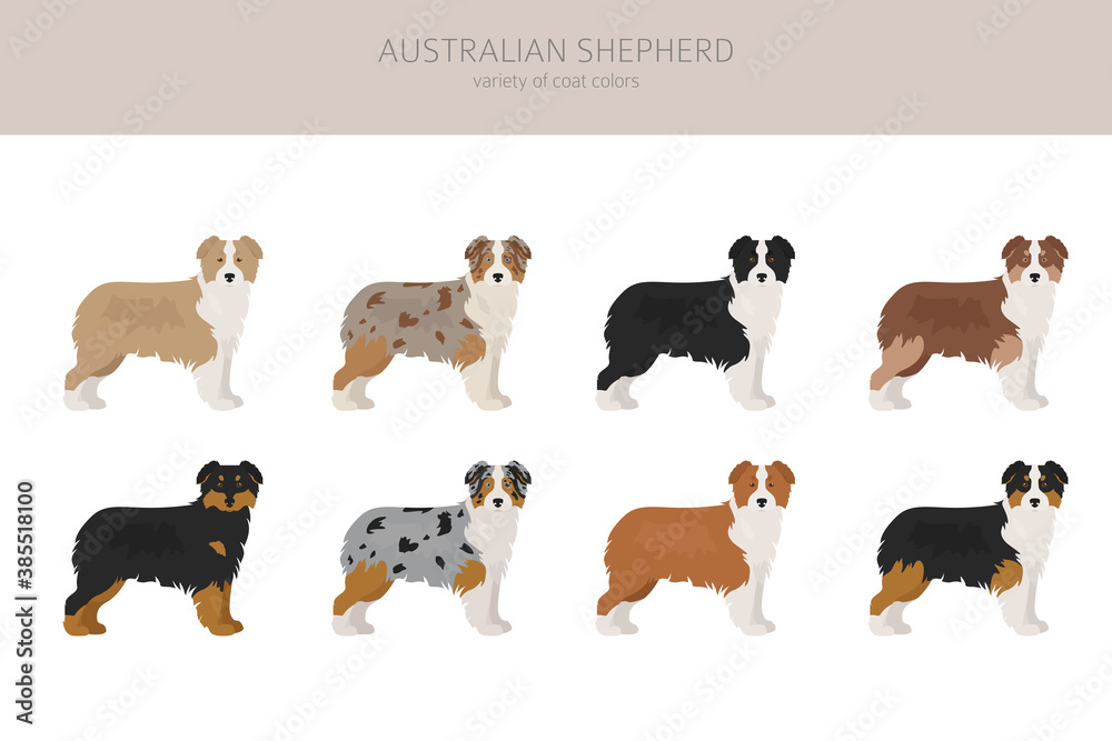 Australian shepherd coat Clearance