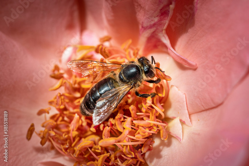 Bee on a pink rose gathering pollen and nectar