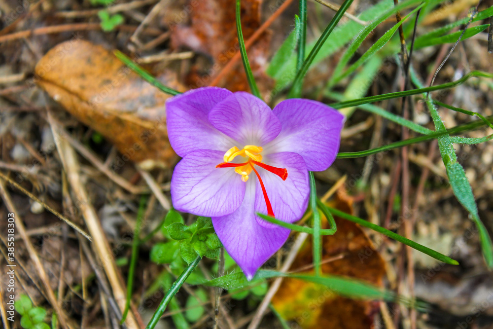 Crocus or saffron flower found in Southern Italy, Apulia Crocus or saffron flower found in Southern Italy, Apulia
