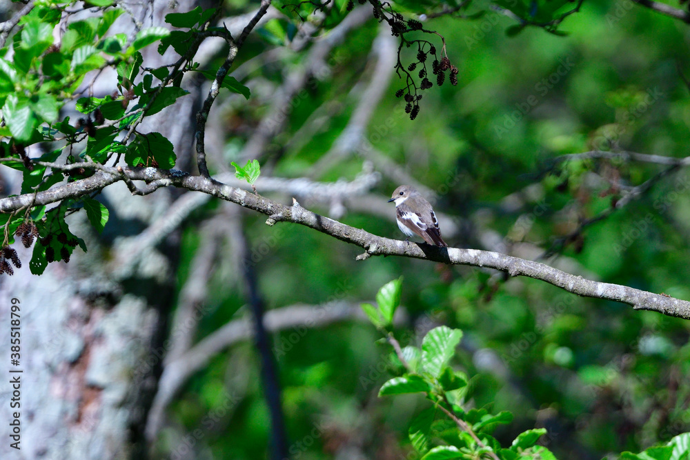 Grauschnäpper (Muscicapa striata) an seiner Nisthöhle Grauschnäpper (Muscicapa striata) an seiner Nisthöhle