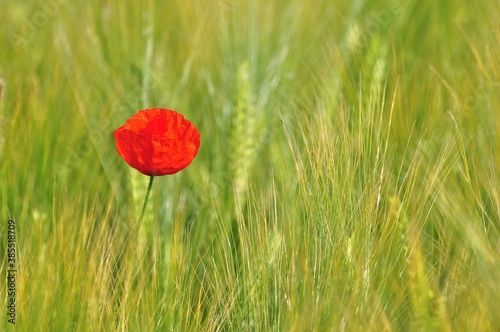 beautiful poppy in a field