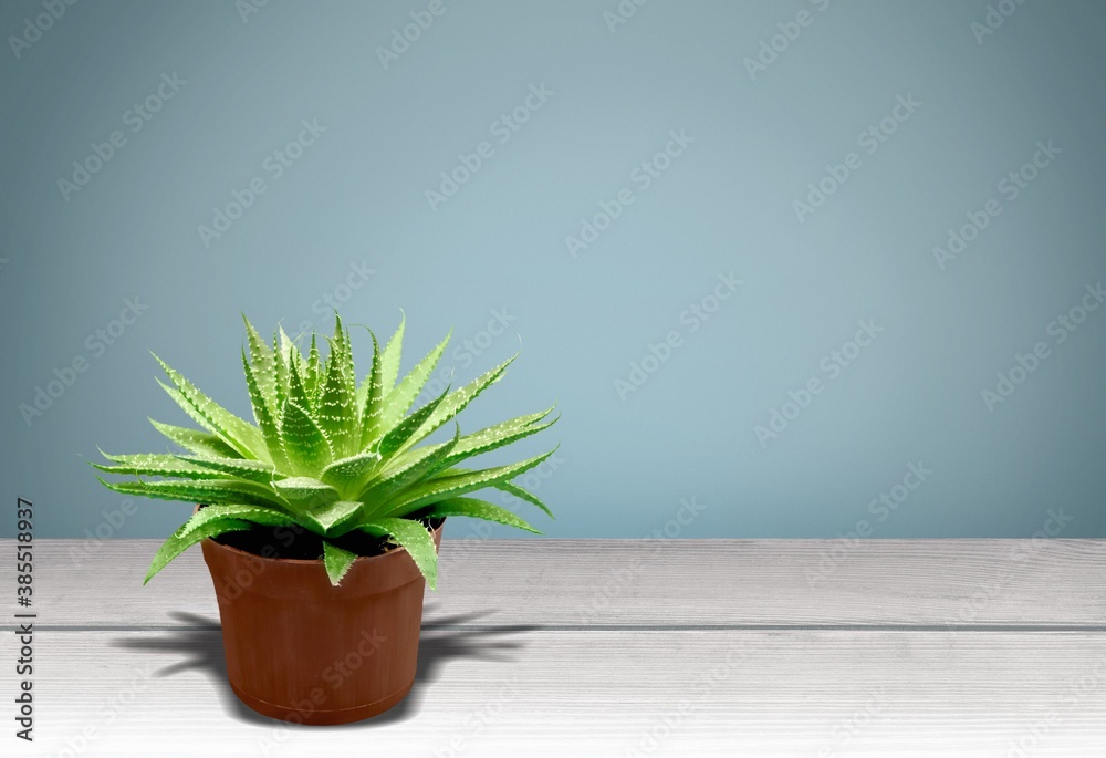 Fototapeta premium Plant.
