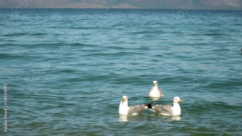 seagulls swaying on the waves. summer day, storm on the lake. Chroicocephalus ridibundus. Seagull picks up food from the water. Larus mongolicus on lake Baikal photo