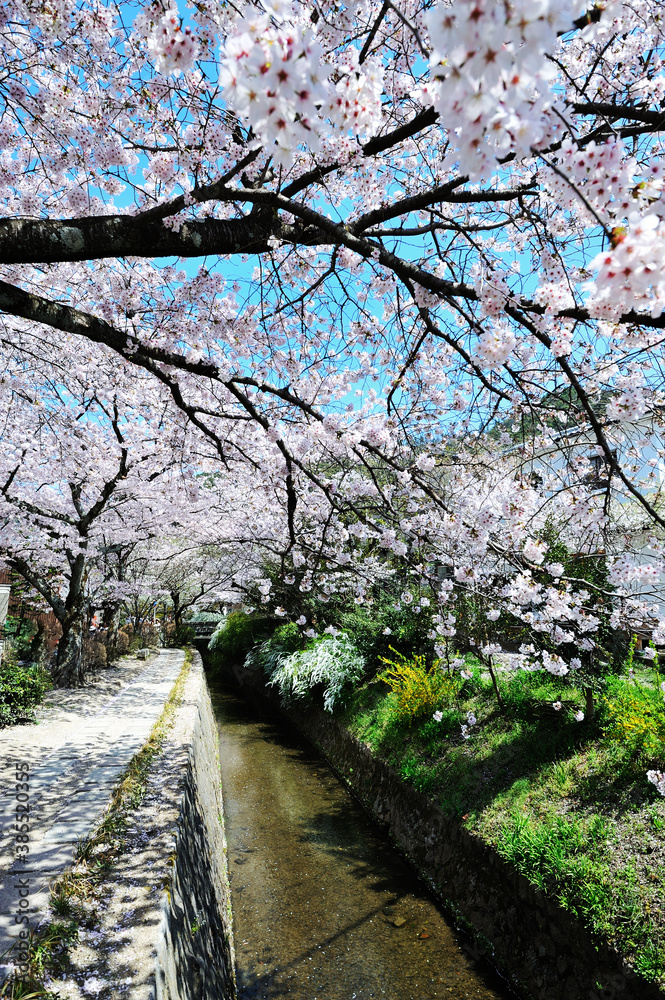 Fototapeta premium 桜の哲学の道