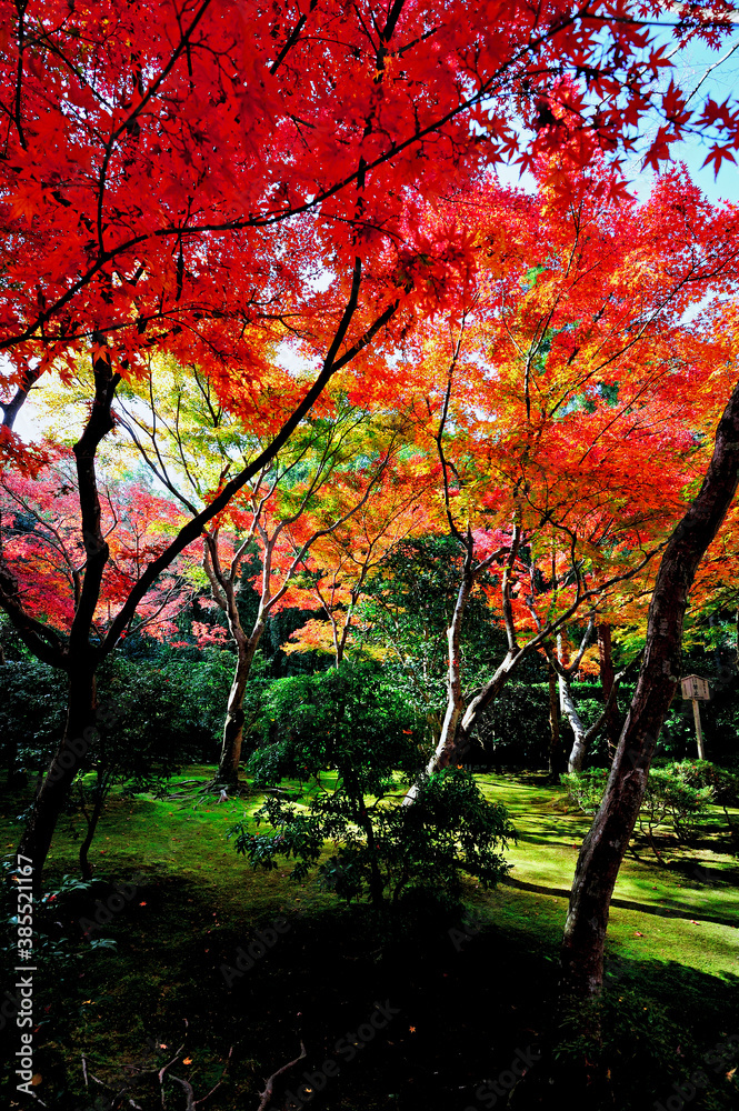 Fototapeta premium 紅葉と庭