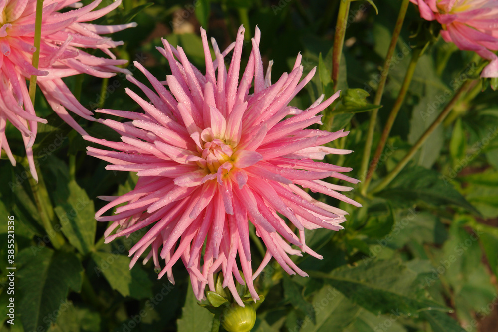 A close up of magnificent pink Dahlia flower of the 'Park Princess' variety in dew in the garden, copy space for text A close up of magnificent pink Dahlia flower of the 'Park Princess' variety in dew in the garden, copy space for text