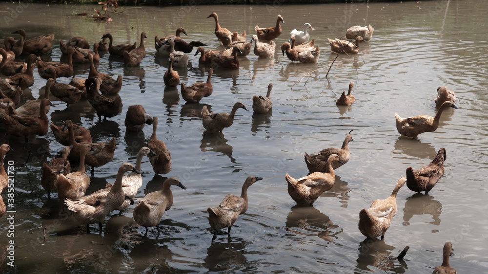 A flock of brown ducks in a shallow river A flock of brown ducks in a shallow river