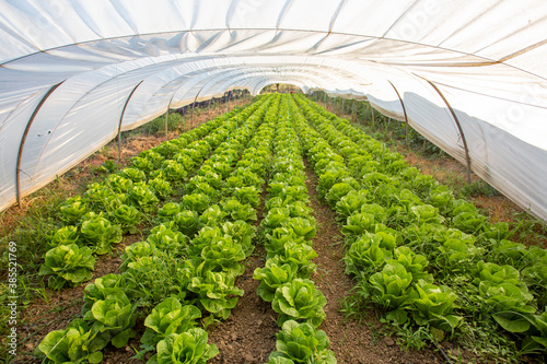 Field of growing curled sal...
