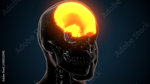 3d illustration of human skeleton skull frontal bone anatomy 