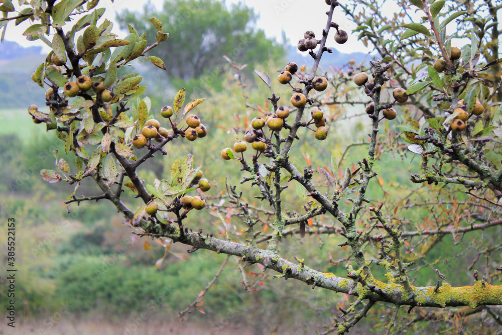 Nespole a gippone, ancient variety of loquat from Southern Italy Nespole a gippone, ancient variety of loquat from Southern Italy