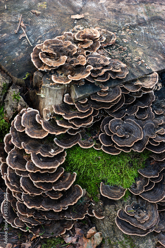 Flat cap mushrooms growing on a tree trunk in the forest autumn day