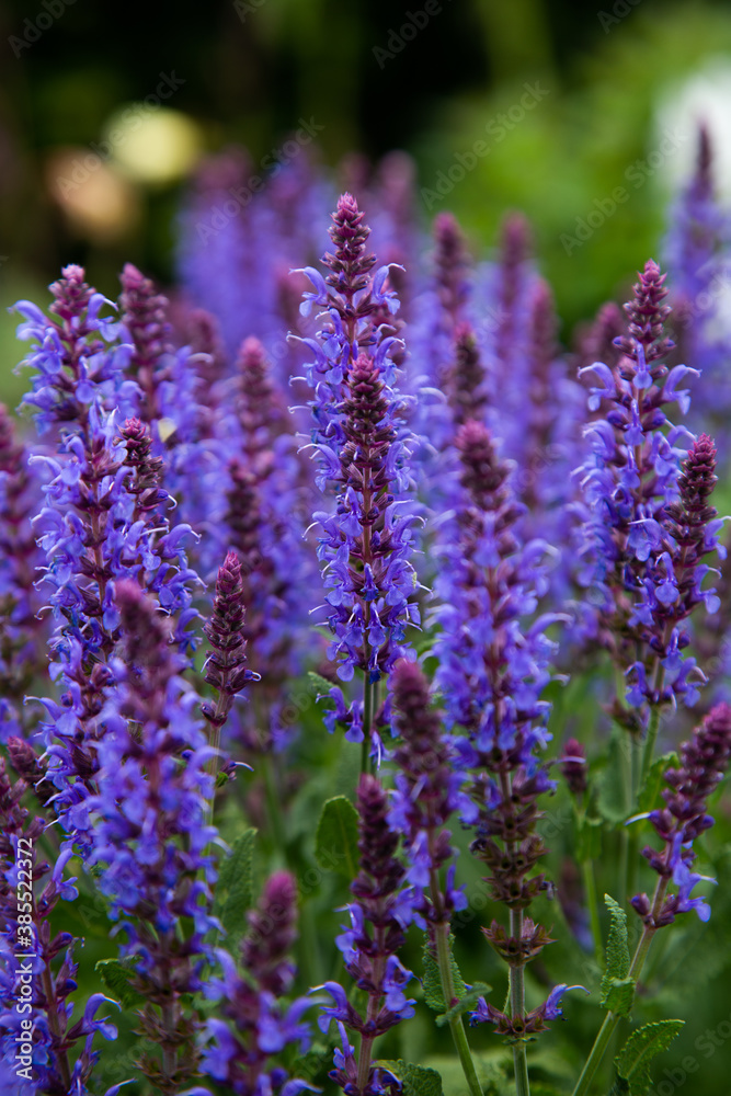 Naklejka premium Lavender