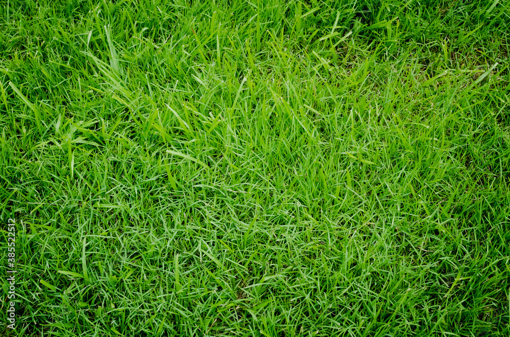 Green grass texture for background. Green lawn pattern and texture background. Close-up Green grass texture for background. Green lawn pattern and texture background. Close-up